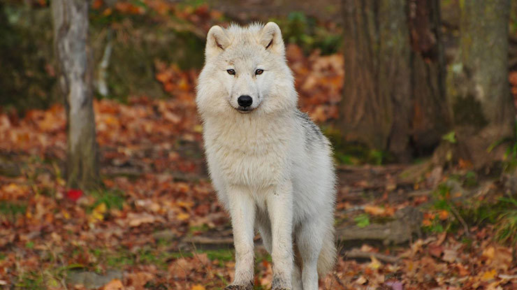 animal-animal-photography-blur-397857.jpg