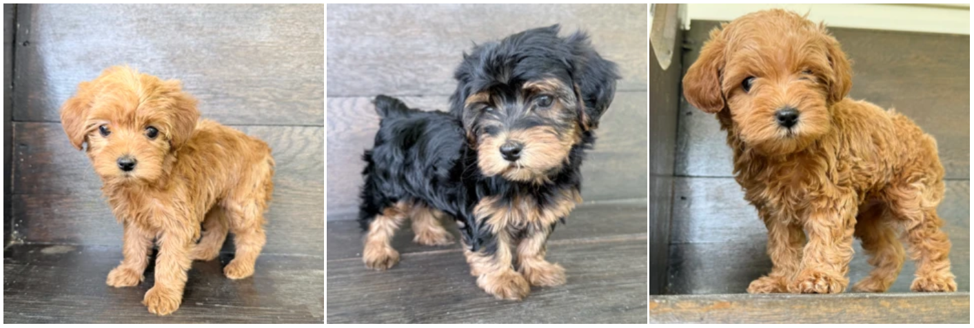 Yorkiepoo 11717793