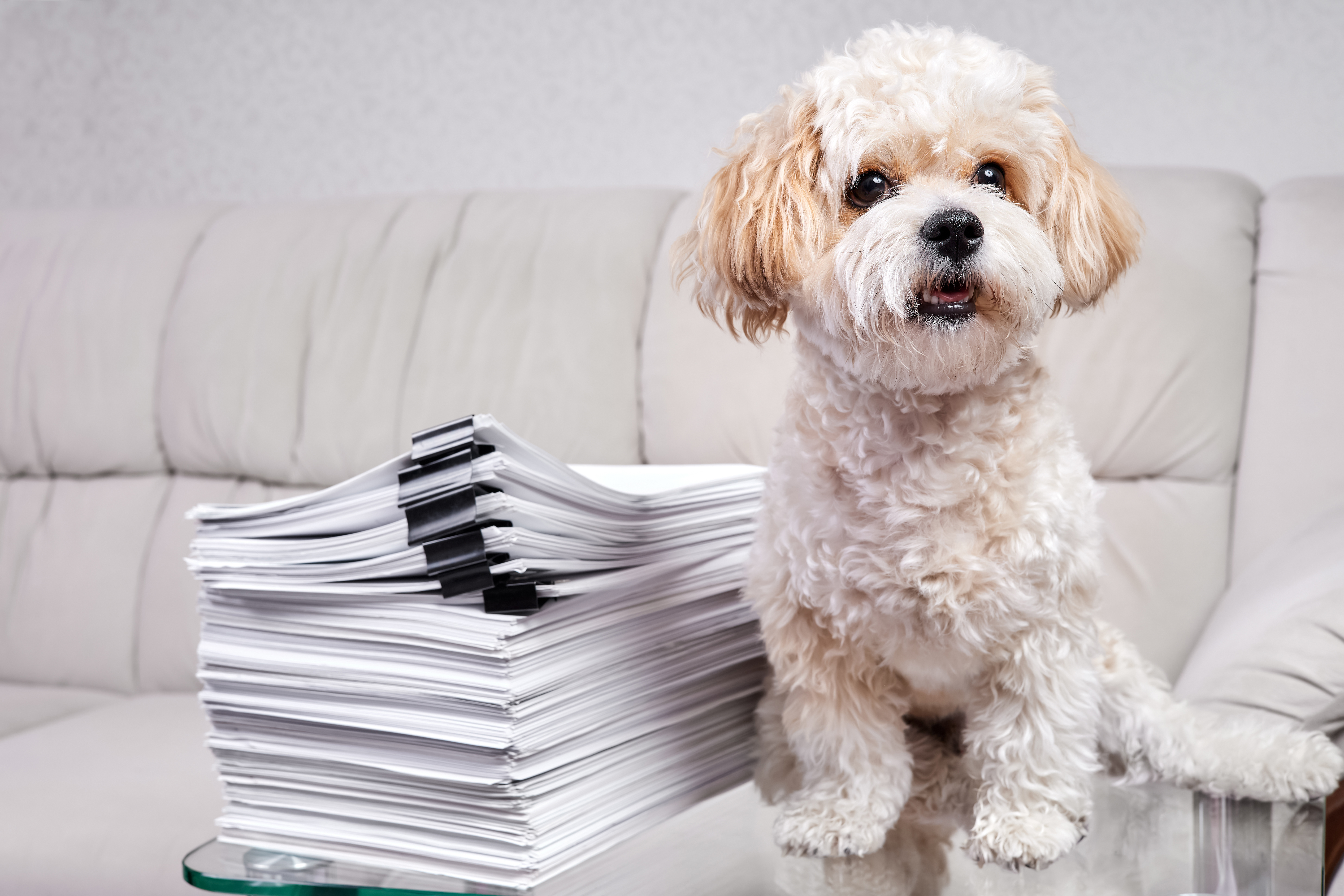 Maltipoo Puppy Sits Near Stack Office Papers Fastened With Black Binders