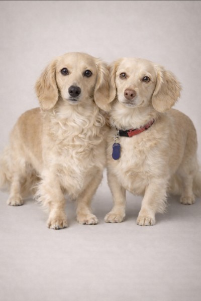 Miniature Dachshund 22158607