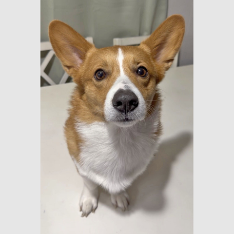 Pembroke Welsh Corgi Majestic Winston Albert Boyte (1)