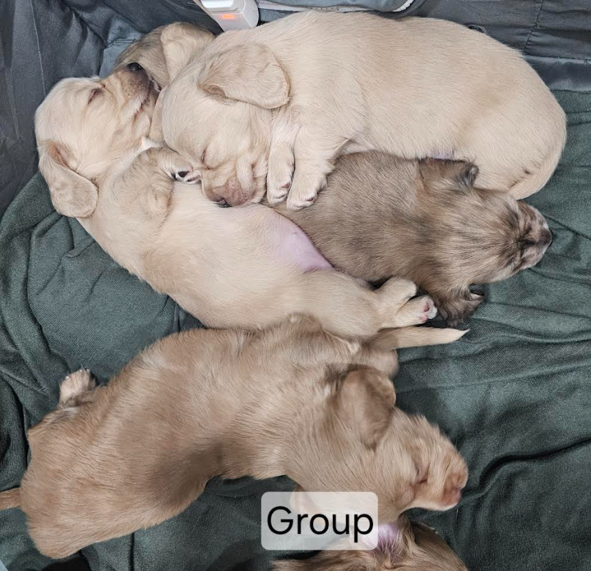 Dachshund 4549203