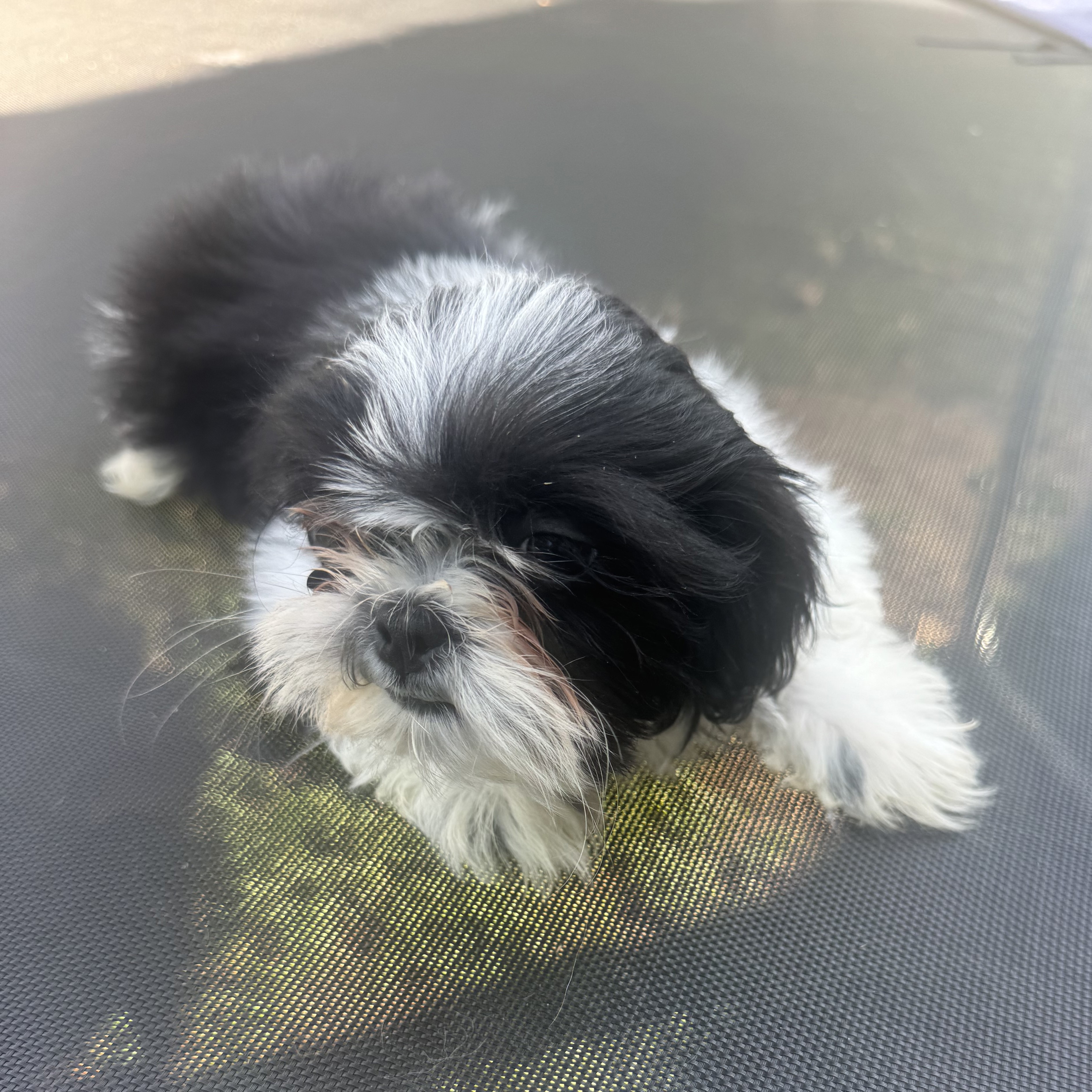 Shih Tzu 4 3002505