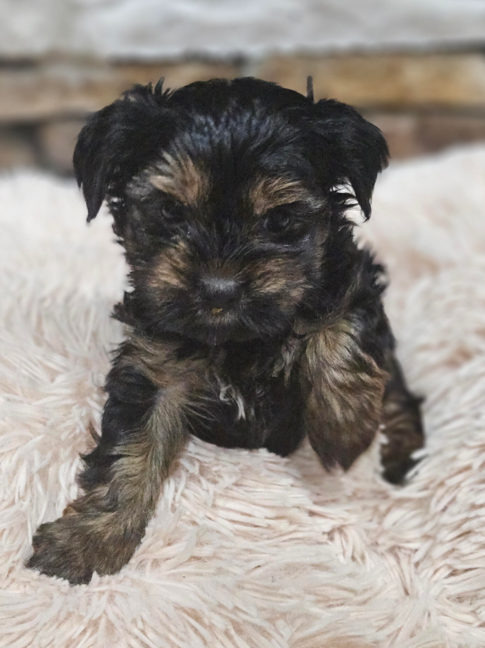 Yorkshire Terrier 12246768