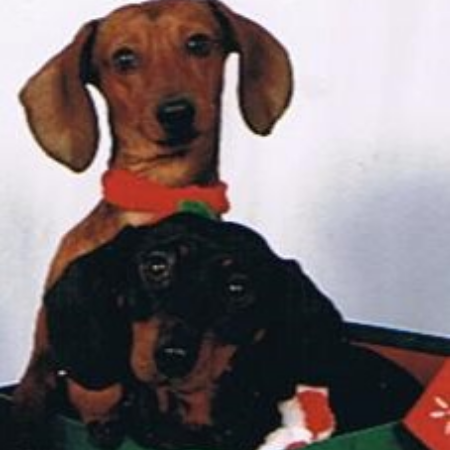 Pic for design Dudley and Doxie in the box 2010 Xmas.jpg