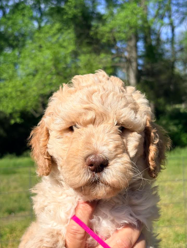 Goldendoodle 11830257