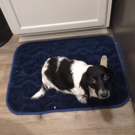 desi lu full pic from above & shows her face is pregnant.jpg