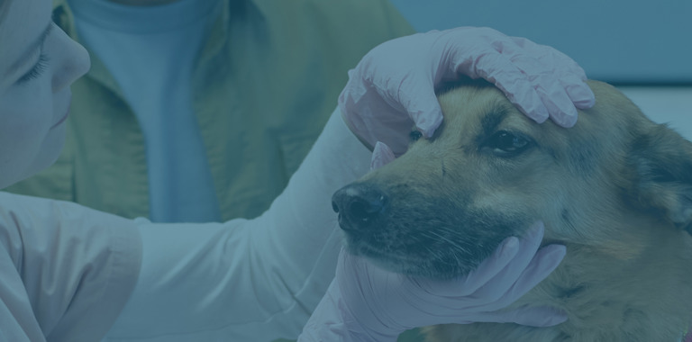Dogscience&Tech Feature