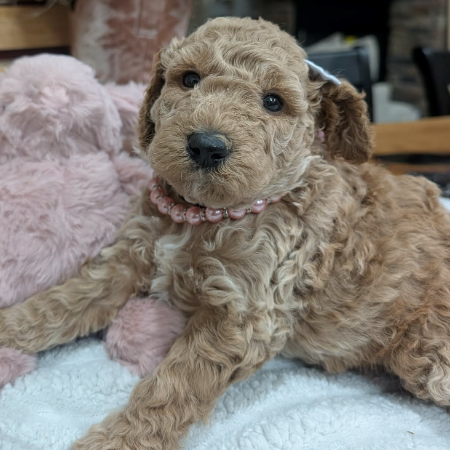 Dolly.jpg