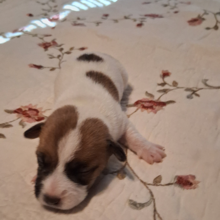 male puppy.jpg