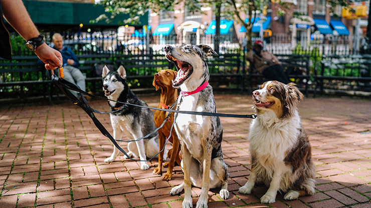 dog-walking.jpg
