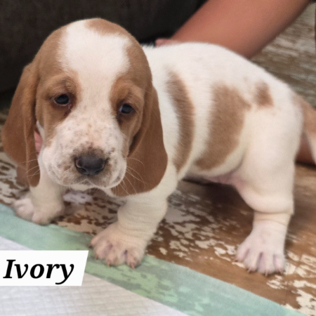 Ivory 1.jpg