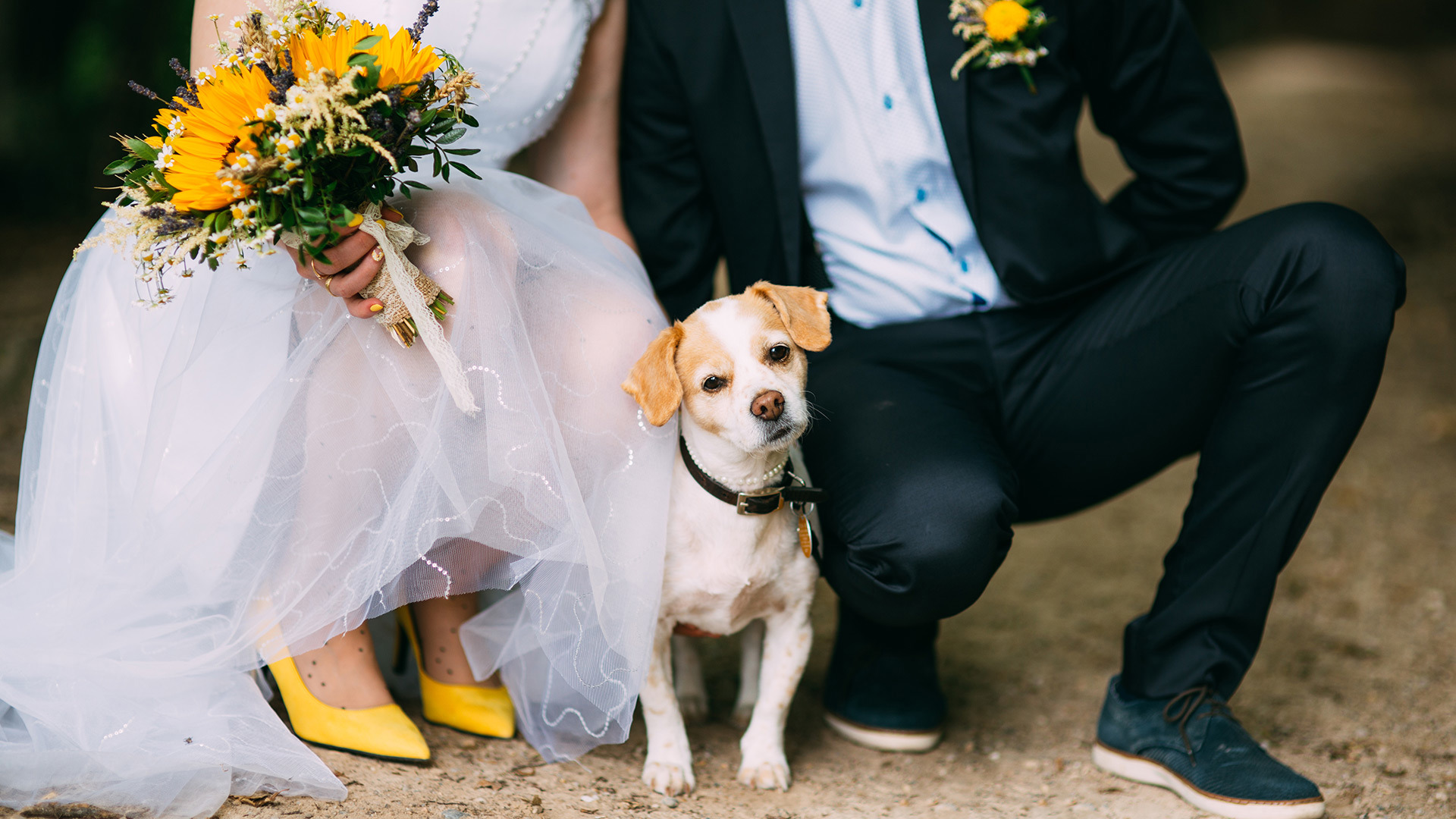 ckc-should-you-include-your-dog-in-your-wedding-or-engagement-3.jpg