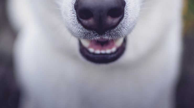 dental-care-tips-every-dog-owner-should-know.jpg
