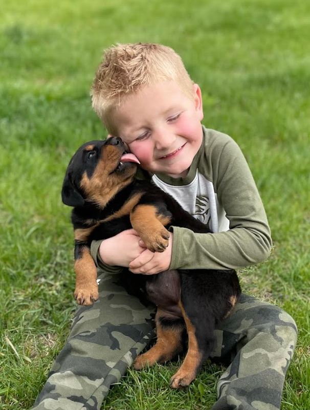 Rottweiler 11244945
