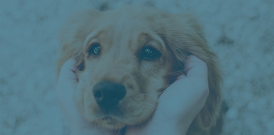 Puppy Tools