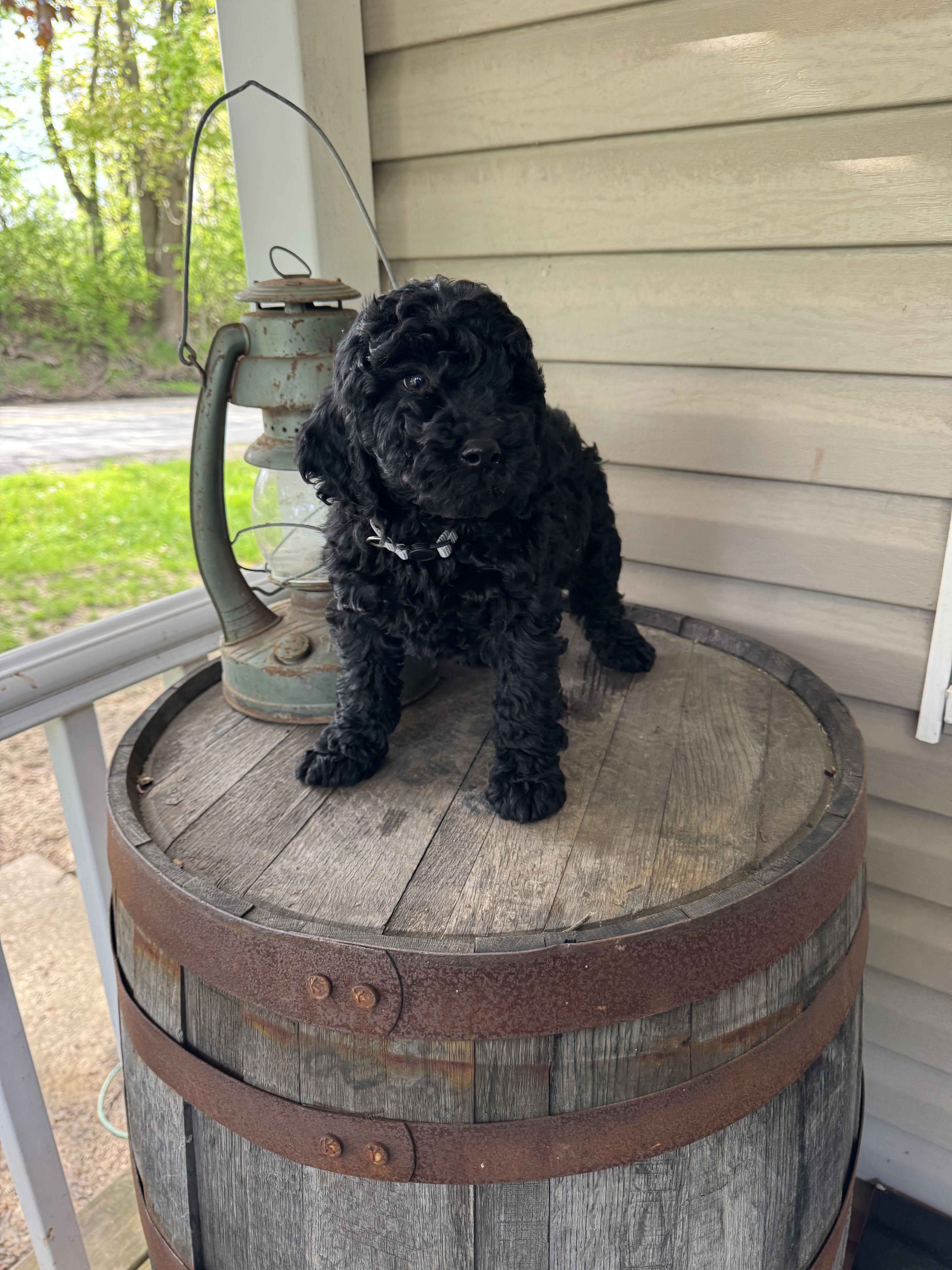 Goldendoodle 21600450
