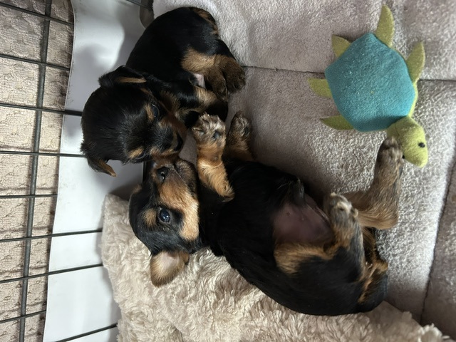 Yorkshire Terrier 1501316