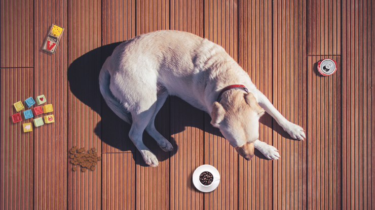 12-household-items-that-can-hurt-your-dog-preview.png