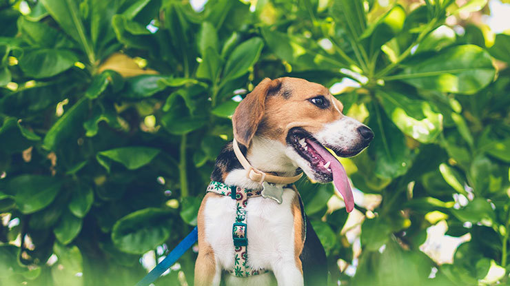 walkingh.jpg