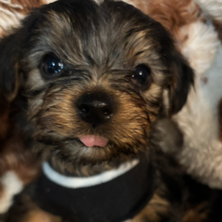 puppy 2.jpeg (19)