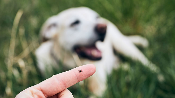 How To Identify And Combat Common Housepests Harmful To Dogs