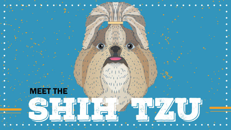 breed-profile_shih_tzu_preview.jpg