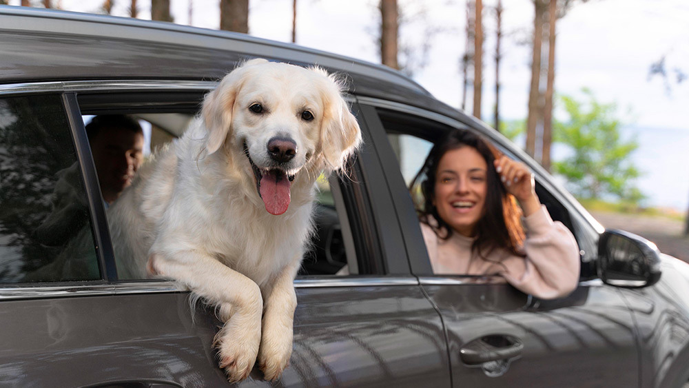 things-you-should-carry-while-traveling-with-your-pet-3.jpg