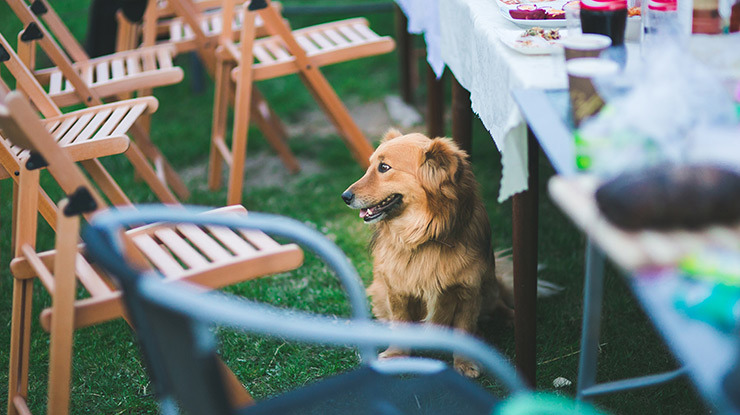 deadly-sweets-xylitol-and-dogs.jpg