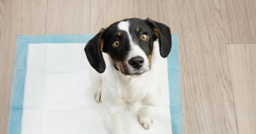 Puppypad Training