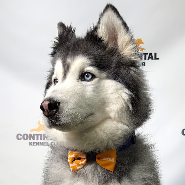 4 Bowtie