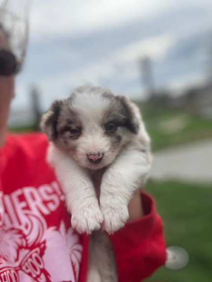Australian Shepherd 21651067