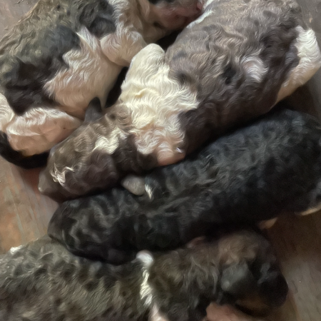 Fluffy poodle pups 2.jpeg