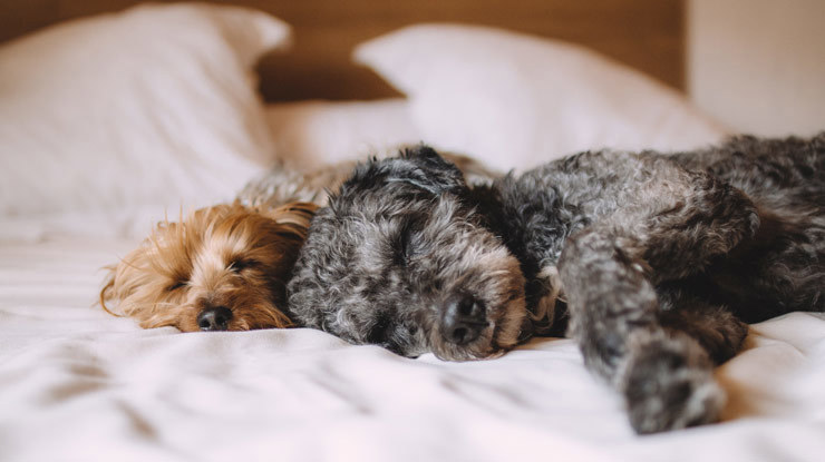 bed-1284238.jpg