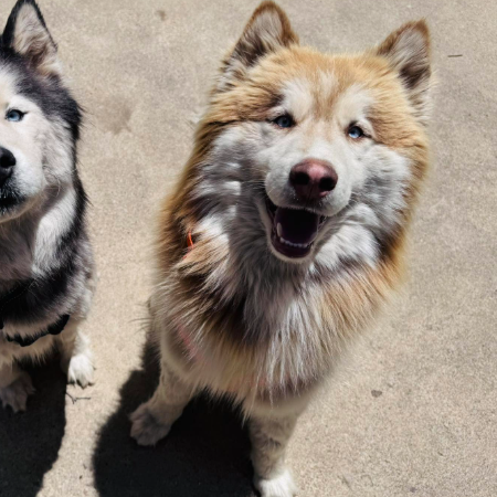 shilo and archie.jpg