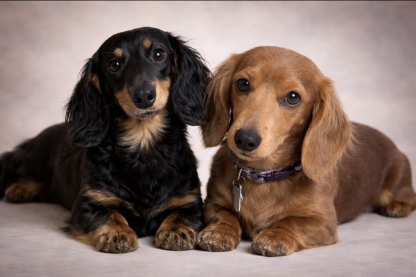 Miniature Dachshund 12158607