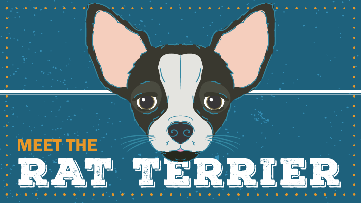 Breed Spotlight Rat Terrier Infographic Preview V1
