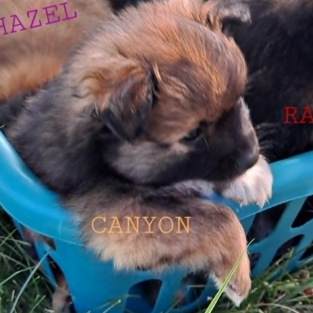 Puppies 4.jpg (1)