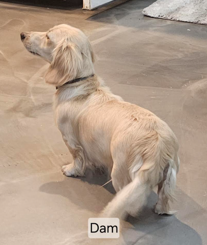 Dachshund 5549203