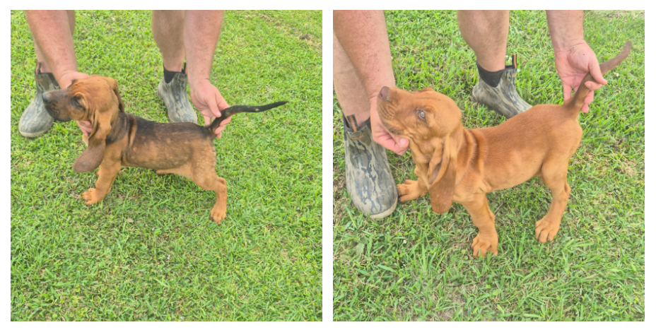 Bloodhound 12241120
