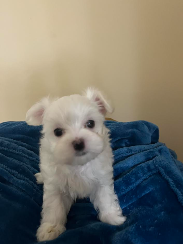 Maltese 32207075