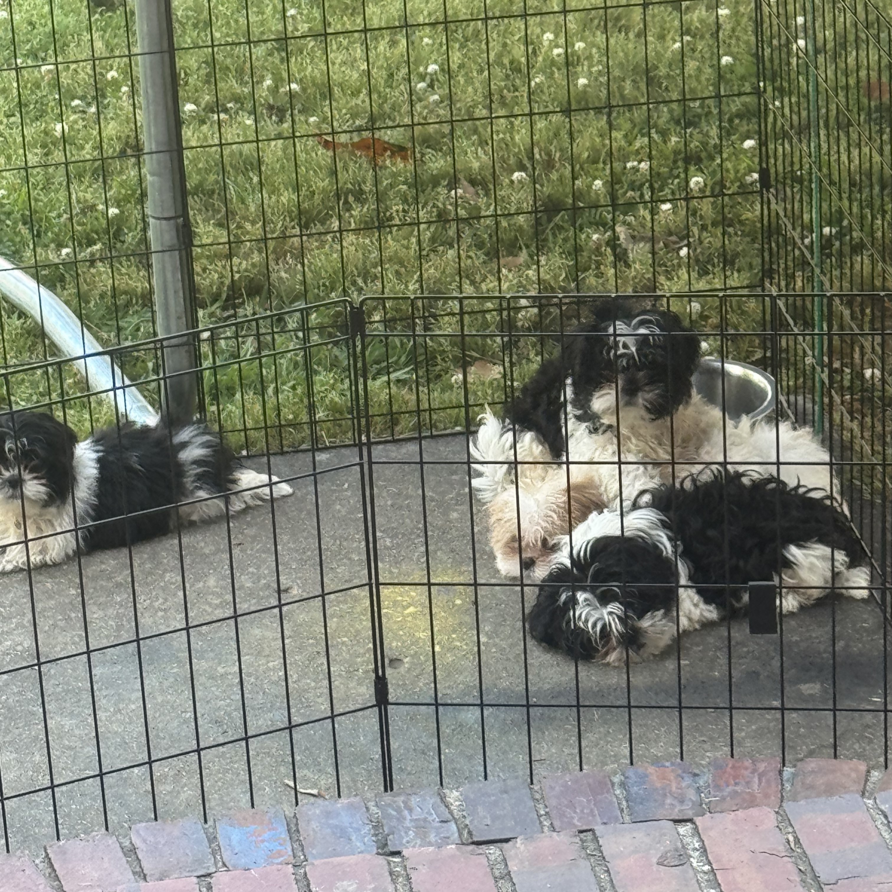 Shih Tzu 1 3002505