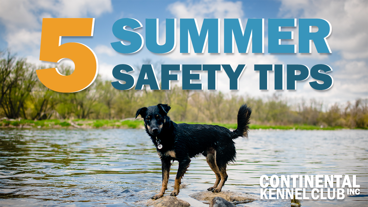 talkin-dogs-5-summer-safety-tips-thumbnail.png