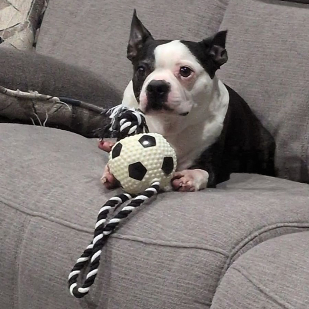 Dogropetoy Soccer Ex