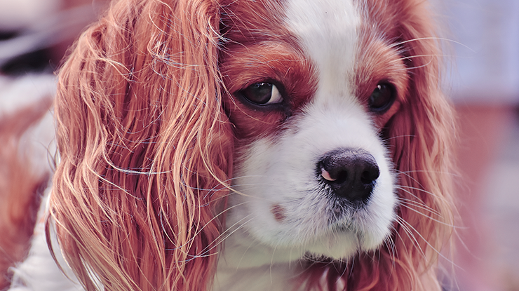 deciphering-the-body-language-of-your-dog.png