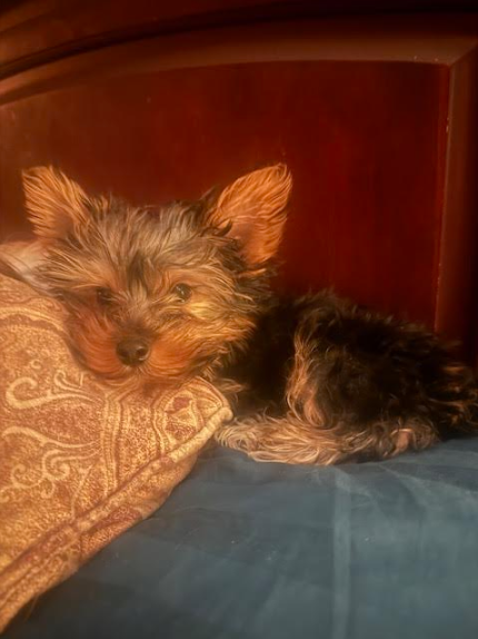 Yorkshire Terrier 1574281