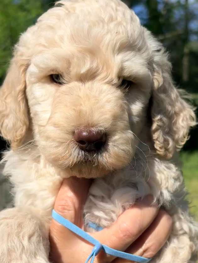 Goldendoodle 31830257