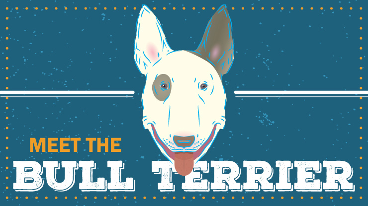 breed-profile_bull-terrier-preview.jpg