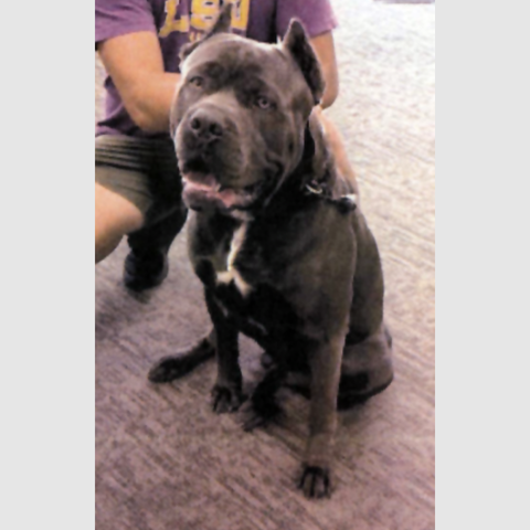 Cane Corso Venom