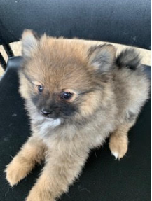 Pomeranian 1264903